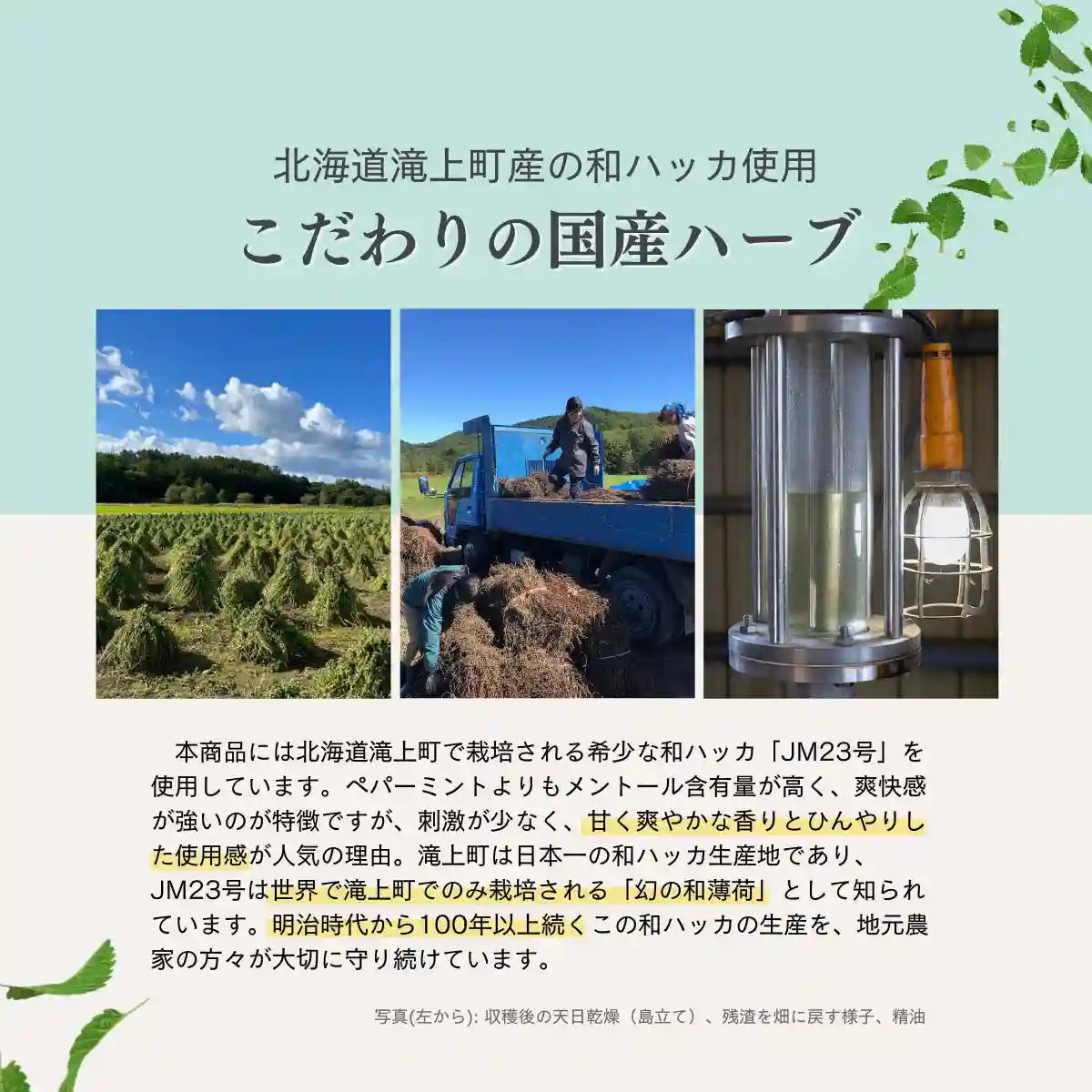 CBD 北海道和ハッカ ロールオン